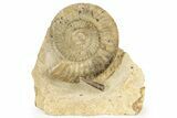 Jurassic Ammonite (Parkinsonia) Fossil With Belemnite - England #240842-2